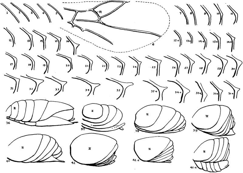 Bulletin of AMNH Vol. XLII, XXXII