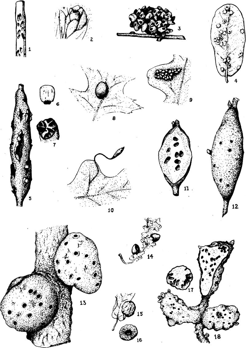 Bulletin of AMNH Vol. XLVI, XXIV