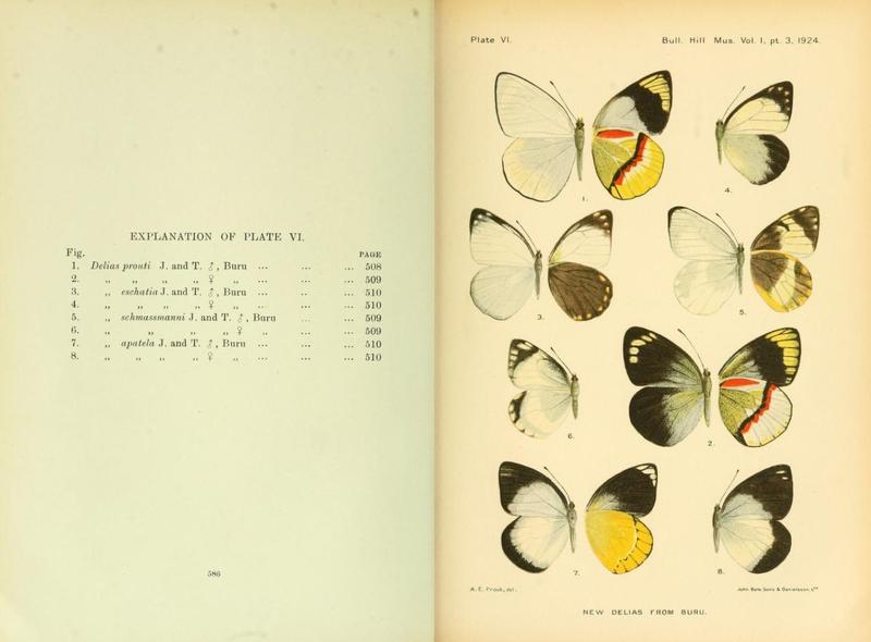 Bulletin of the Hill Museum v1 1921 Plate VI
