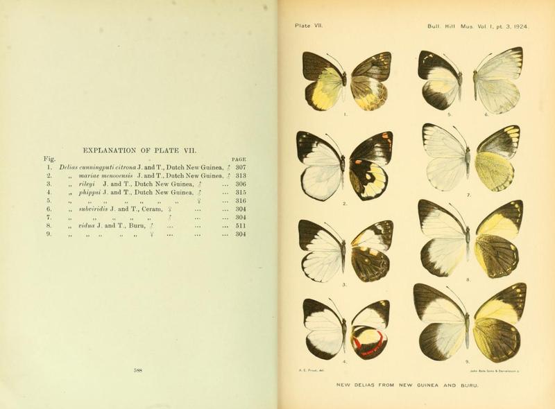 Bulletin of the Hill Museum v1 1921 Plate VII