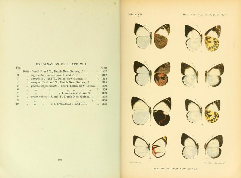 Bulletin of the Hill Museum v1 1921 Plate VIII