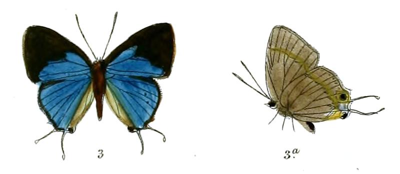 BullisButo 722 3 Fitch