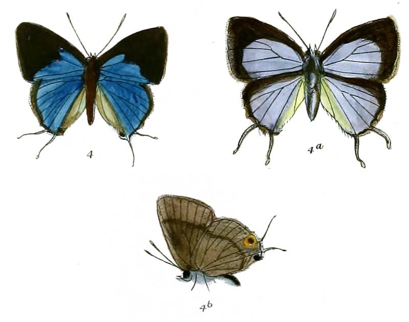 BullisValentia 722 4 Fitch