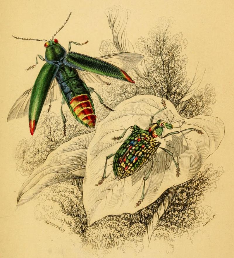 Buprestis fulminans and Curculio splendens - The natural history of beetles