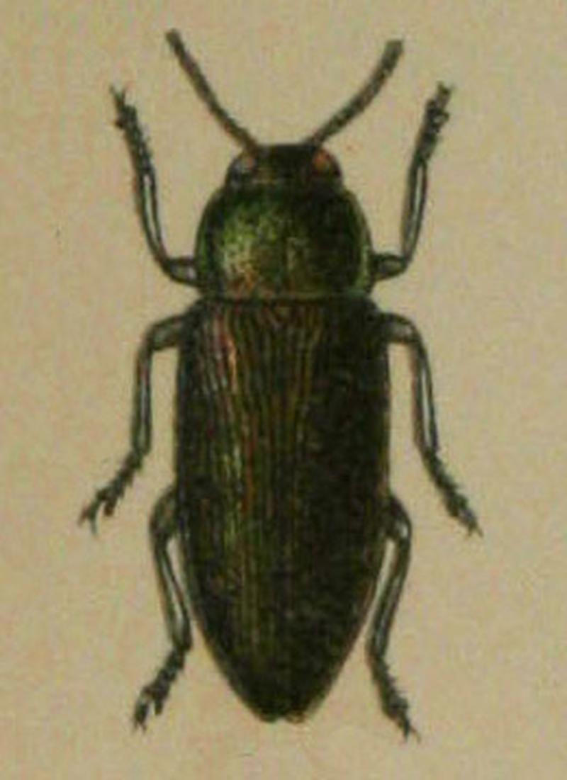 Buprestis haemorrhoidalis