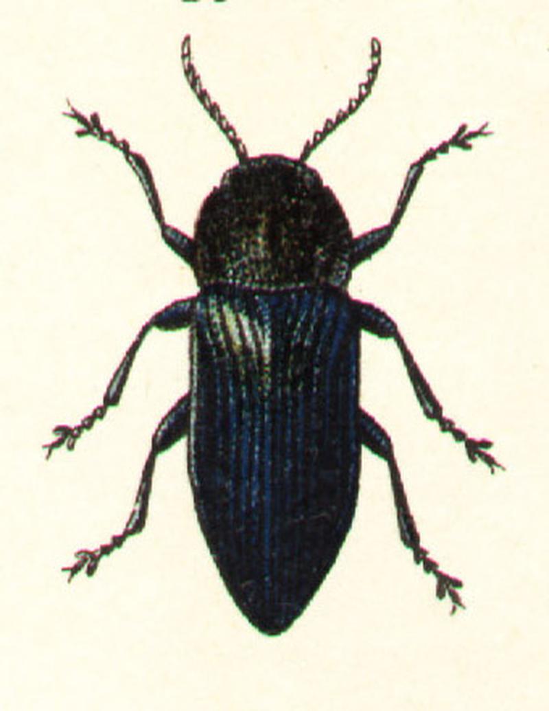 Buprestis rustica