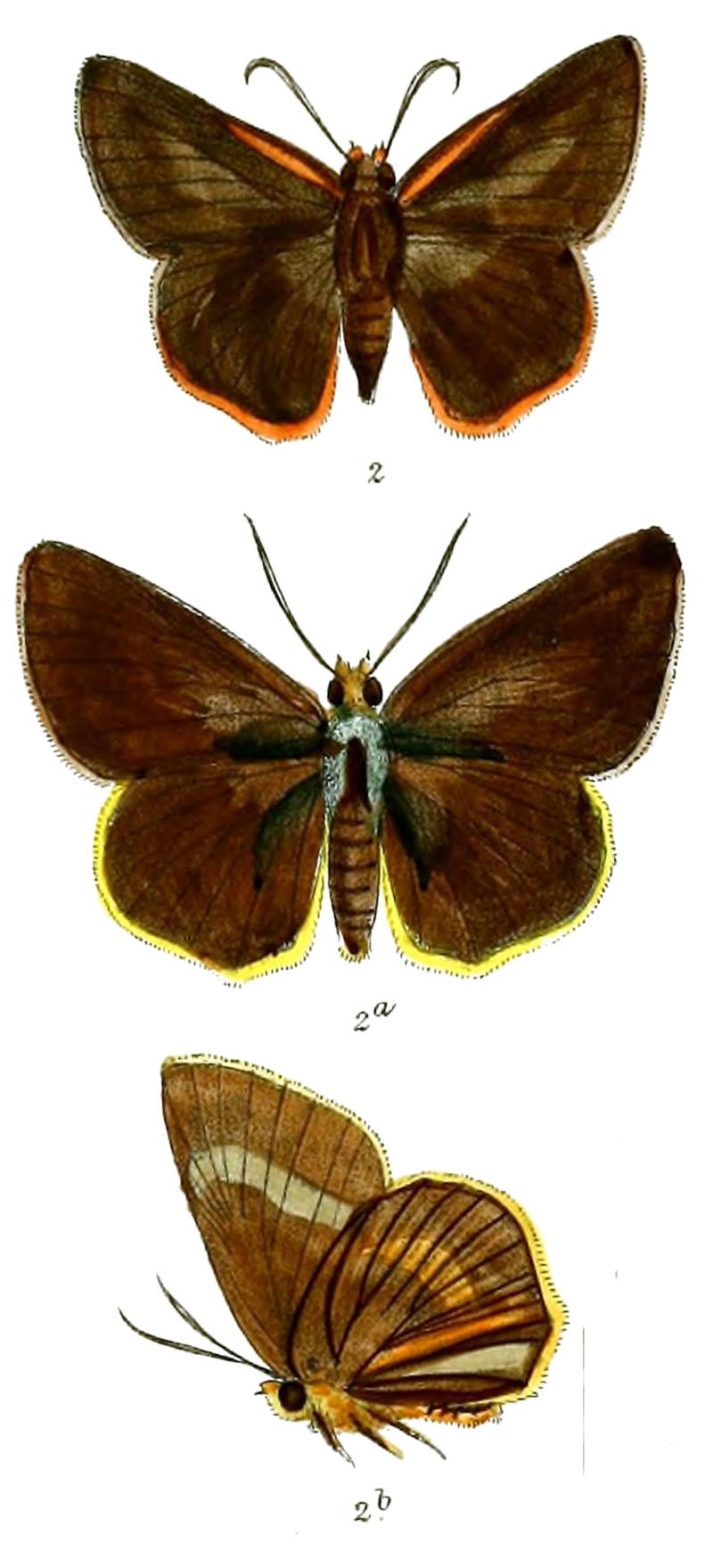 BuraraAnadi 748 2