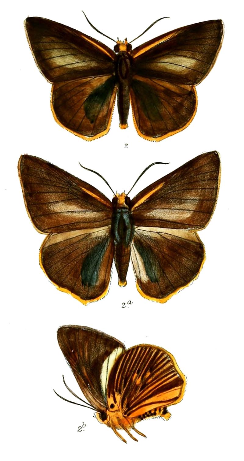 BuraraEtelka 749 2
