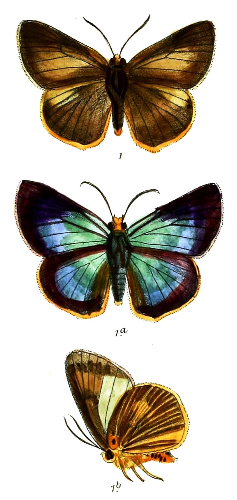 BuraraHarisa 749 1