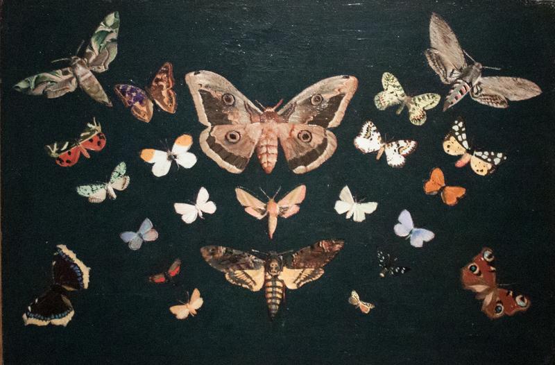 Butterflies label QS:Len,"Butterflies" label QS:Lhu,"Pillangók"