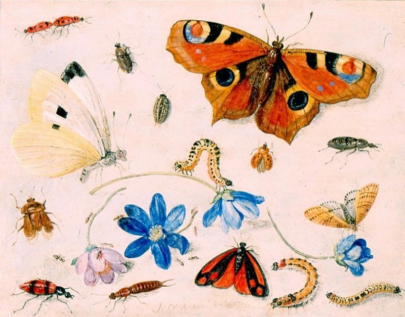 Butterflies, Caterpillars, Other Insects, and Flowers by Jan van Kessel, 1659, High Museum of Art