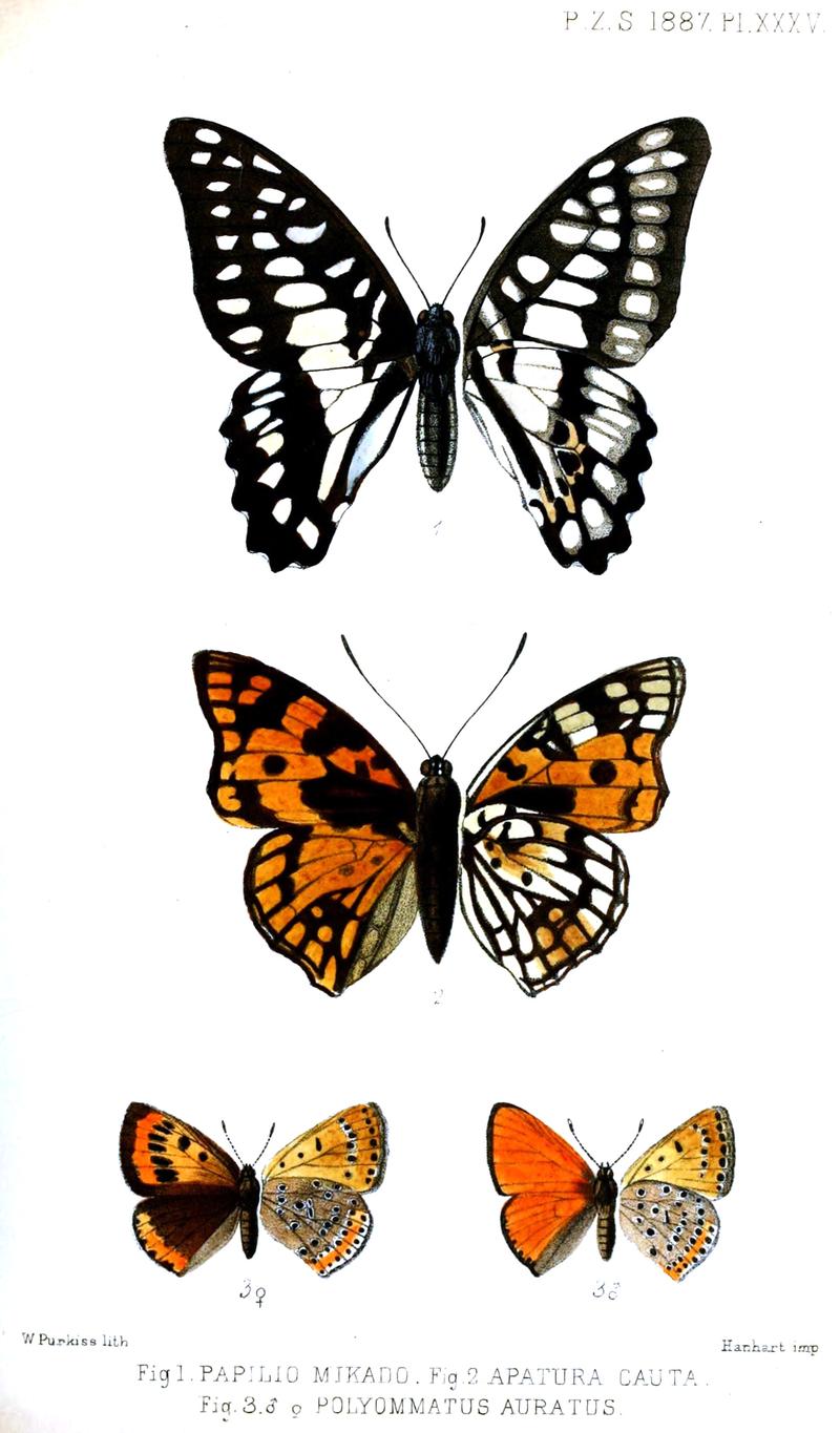 1 Common Jay male upperwing and underwing 3 Large Copper male left and female upperwing and underwing