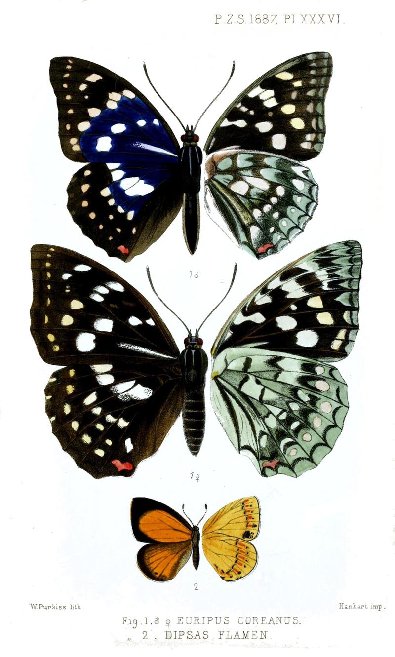 Butterflies2Purkiss1887