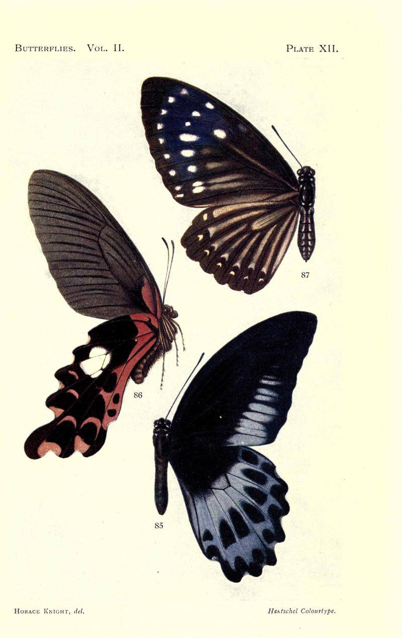Butterflies (Plate XII) (6877811070)