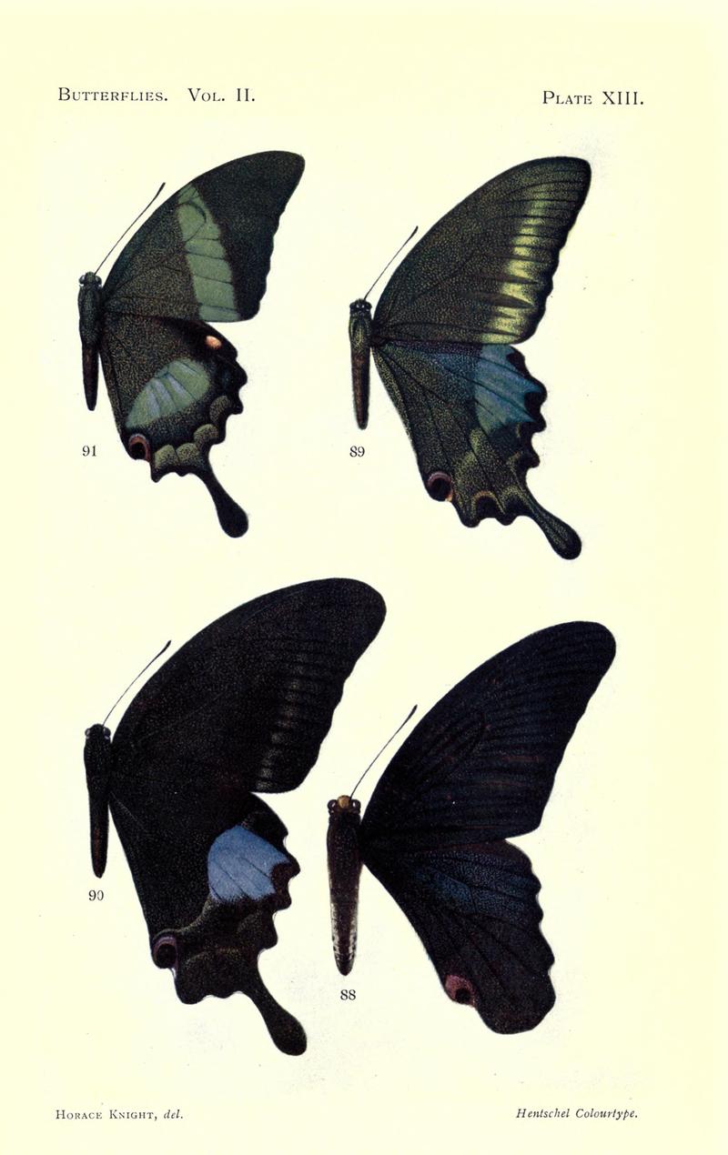 Butterflies (Plate XIII) (7023912733)