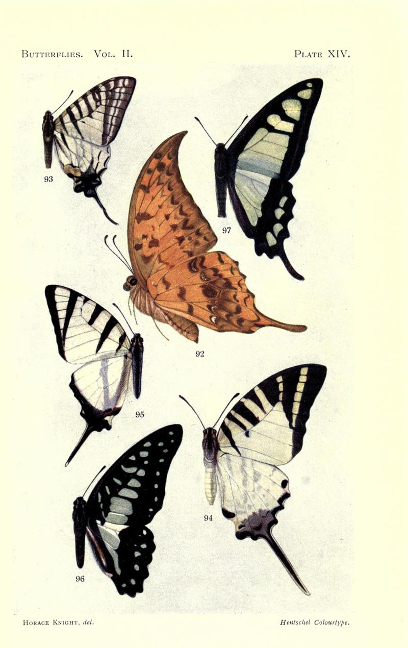 Butterflies (Plate XIV) (7023913327)
