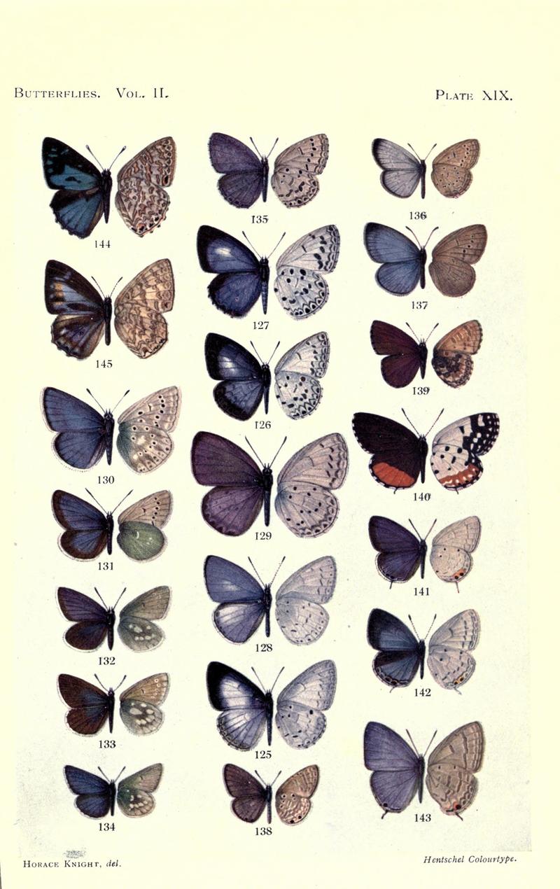 Butterflies (Plate XIX) (6877815350)
