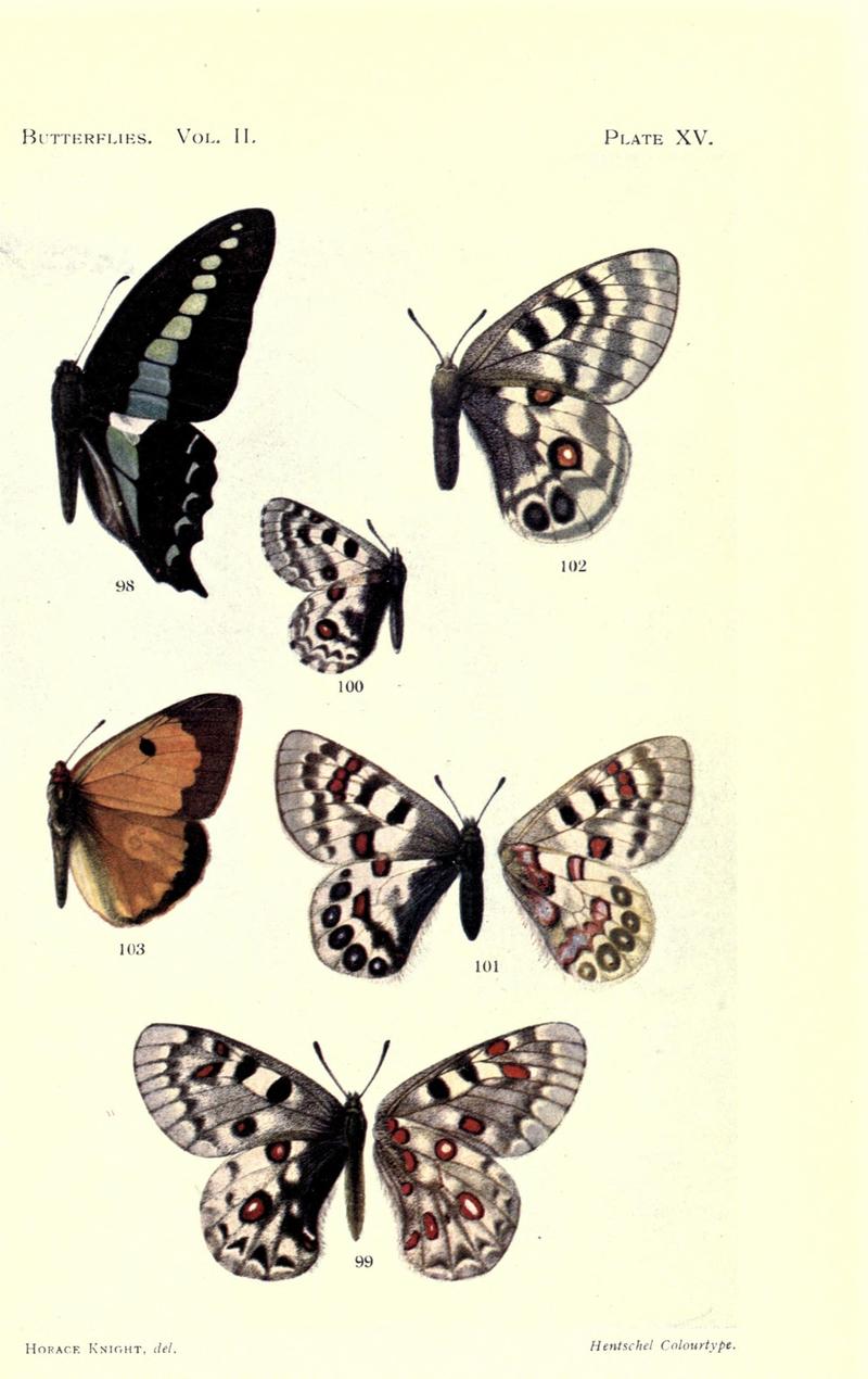 Butterflies (Plate XV) (7023913835)