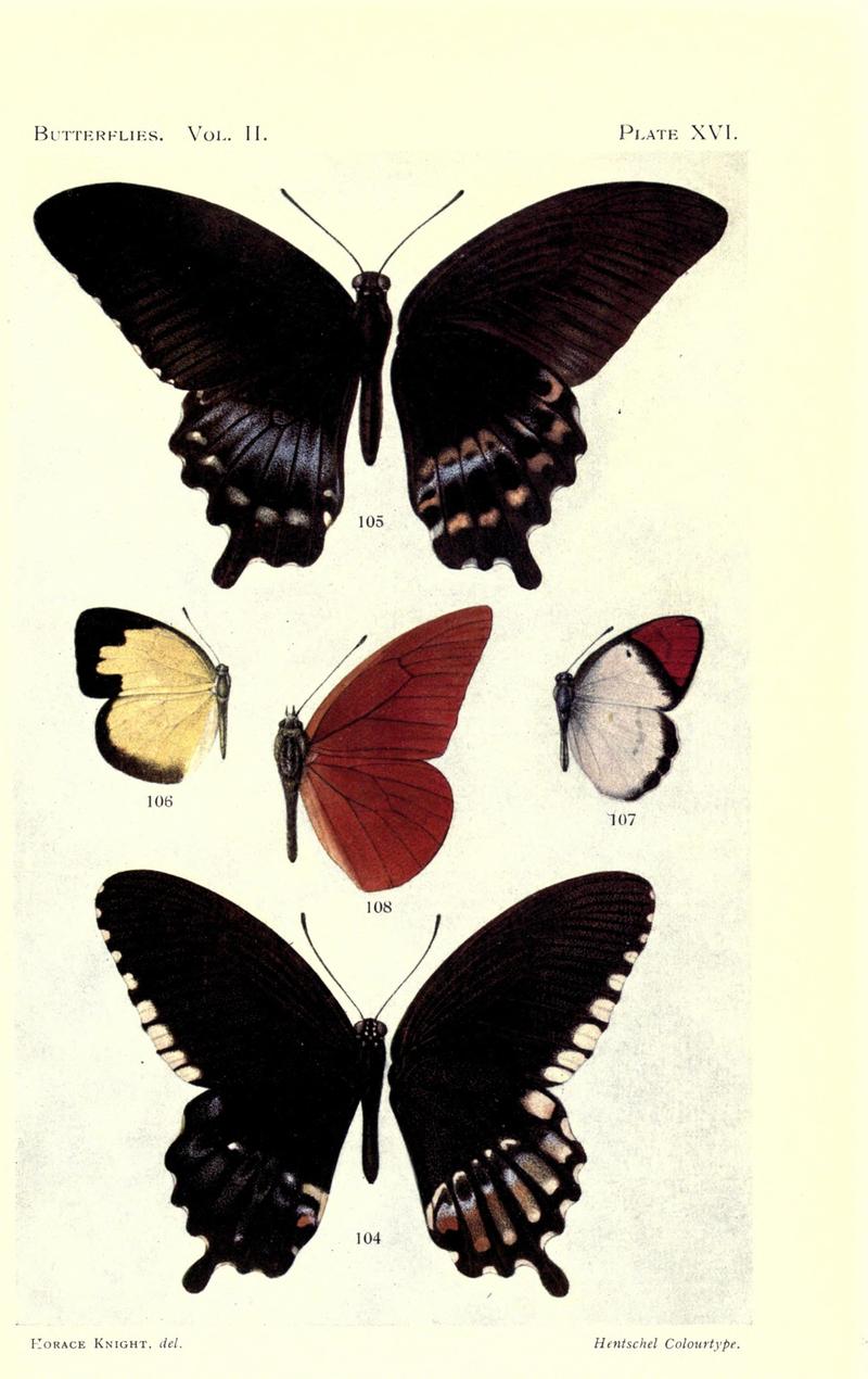 Butterflies (Plate XVI) (7023914419)