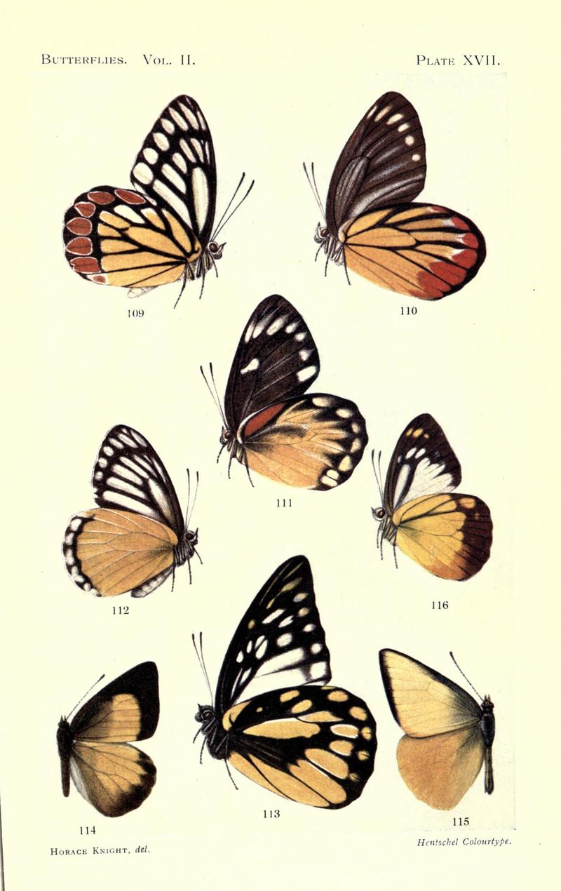 Butterflies (Plate XVII) (7023915101)