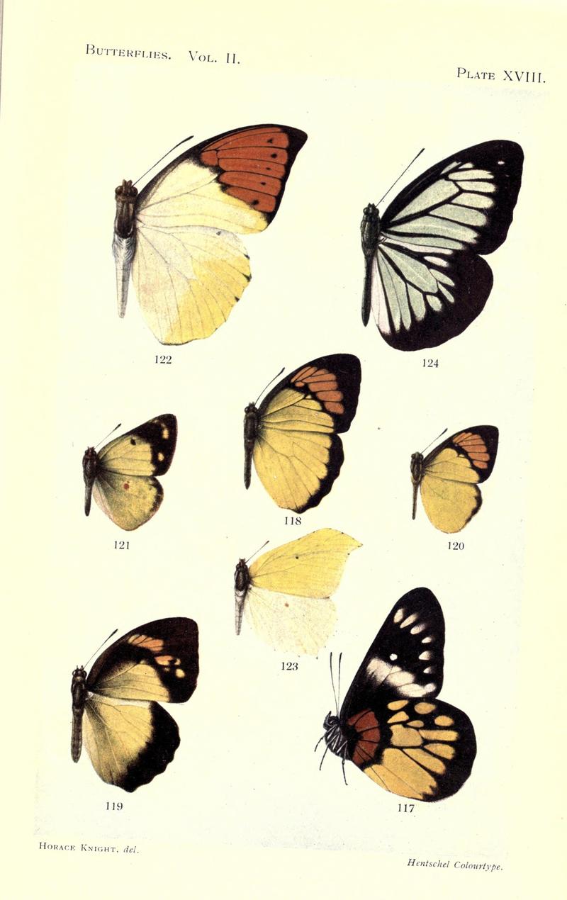 Butterflies (Plate XVIII) (7023915697)