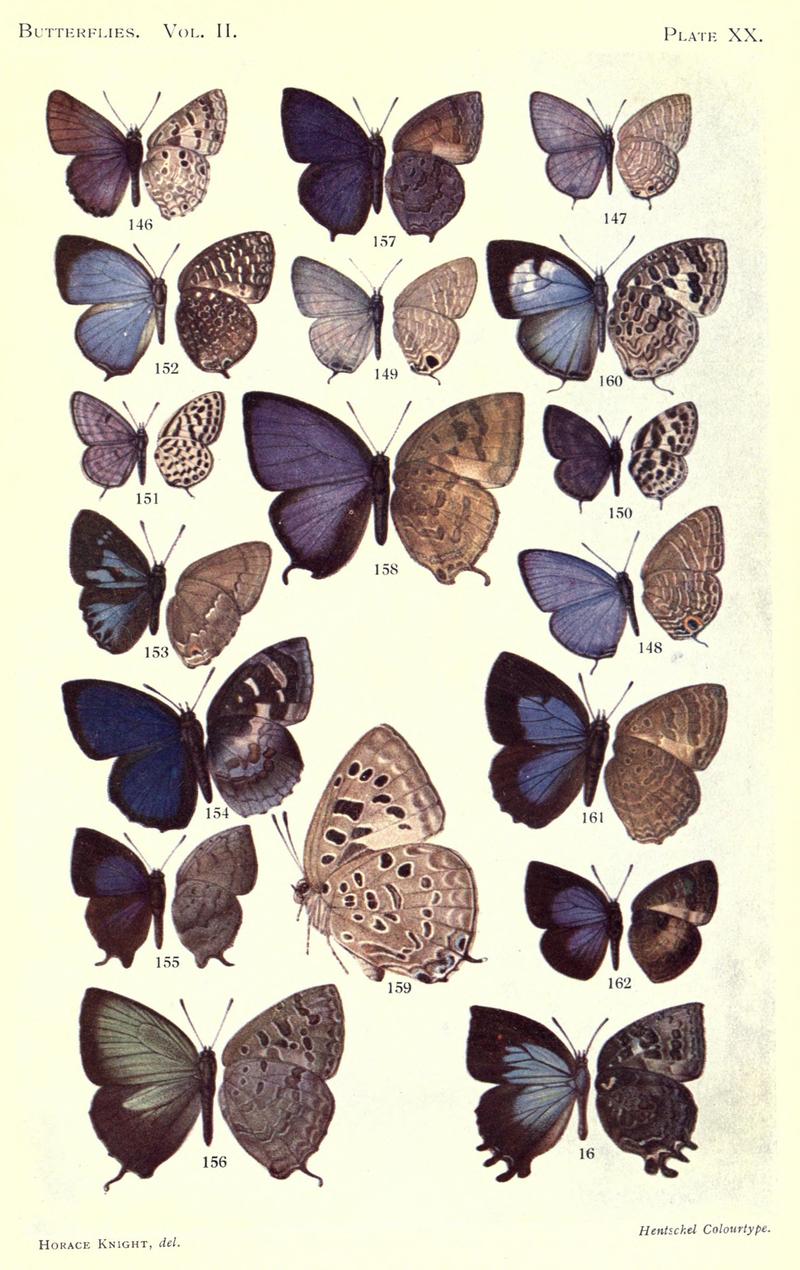 Butterflies (Plate XX) (6877816026)