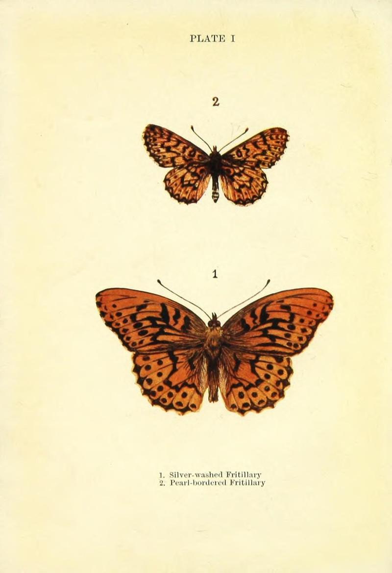 Butterflies and moths (Plate I) (9264512384)