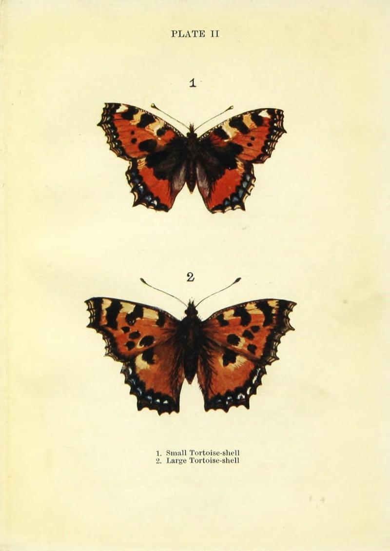 Butterflies and moths (Plate II) (9264513550)