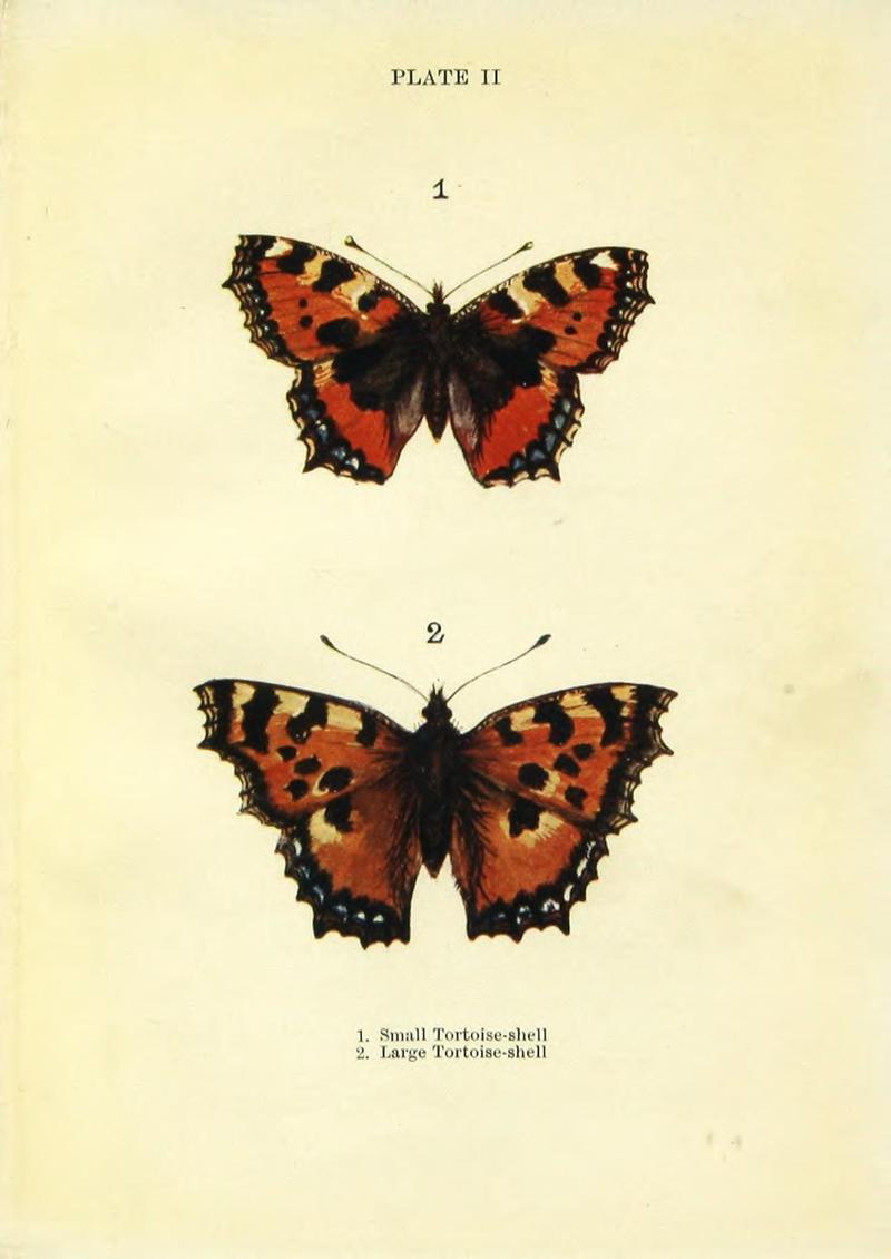 Butterflies and moths (Plate II) BHL42193478