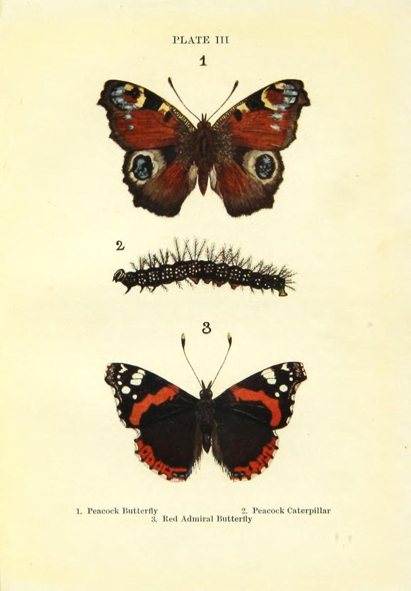 Butterflies and moths (Plate III) (9261739071)