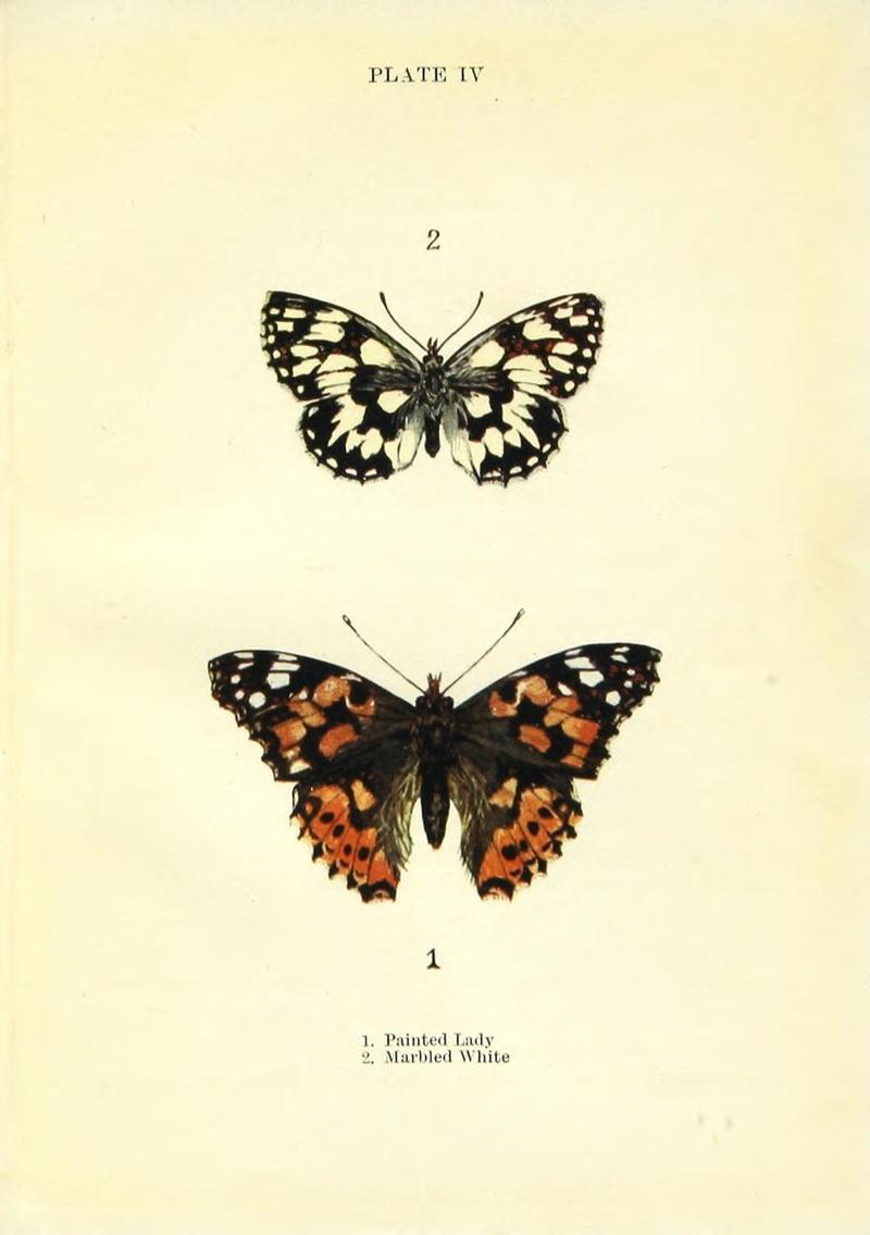 Butterflies and moths (Plate IV) (9261739775)