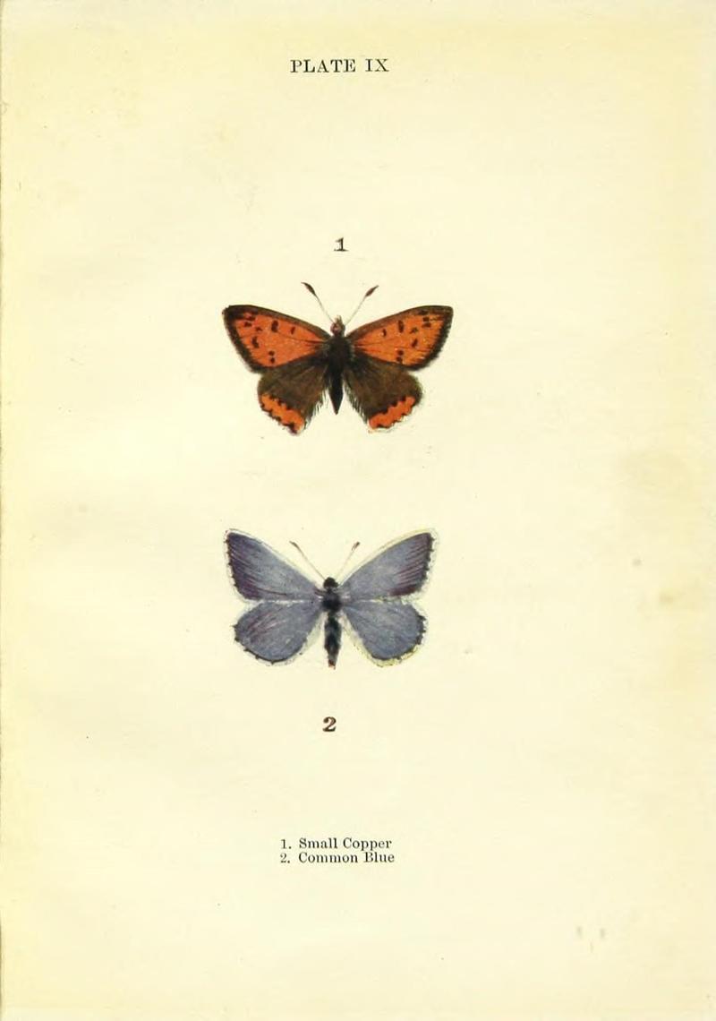 Butterflies and moths (Plate IX) (9264518576)