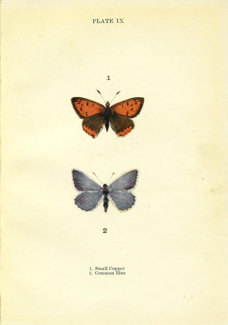 Butterflies and moths (Plate IX) BHL42193446