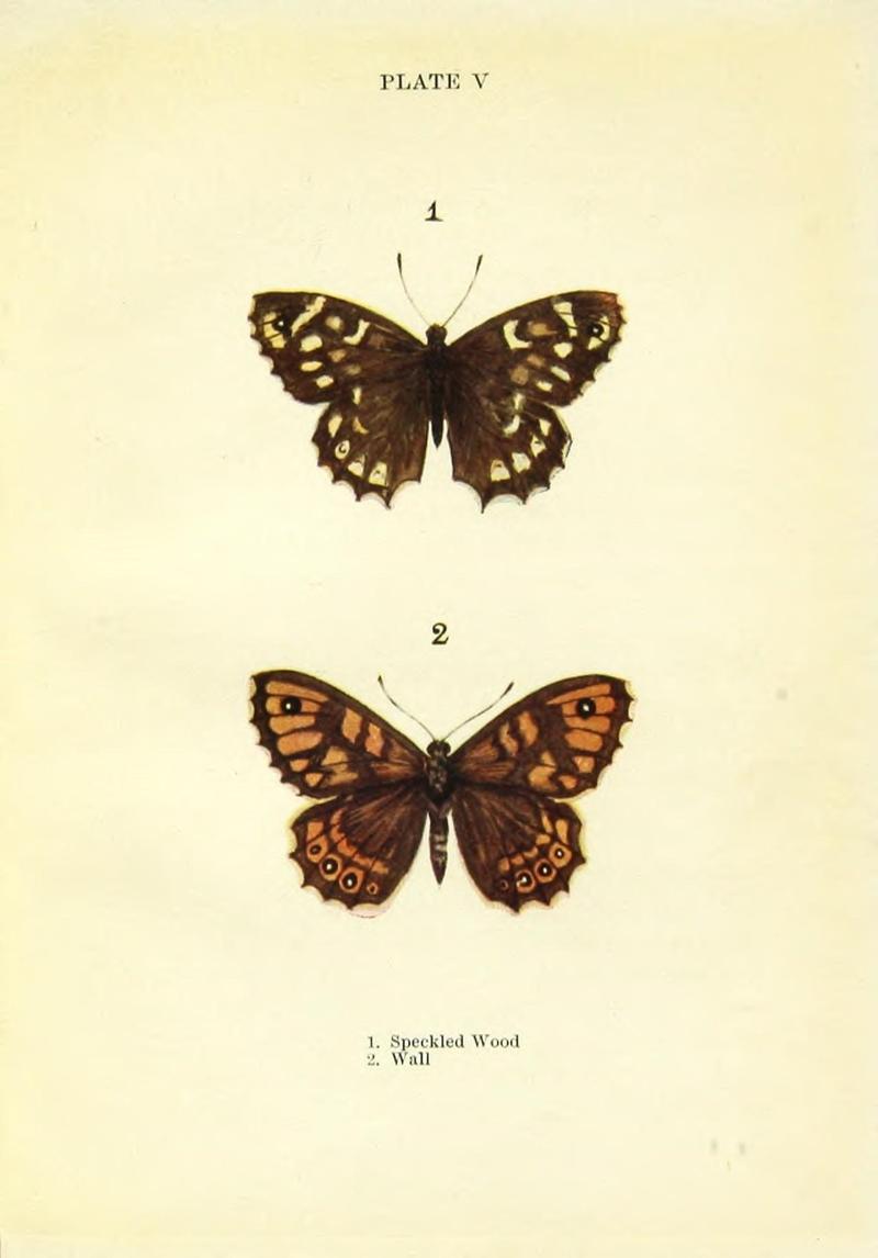 Butterflies and moths (Plate V) (9264515760)