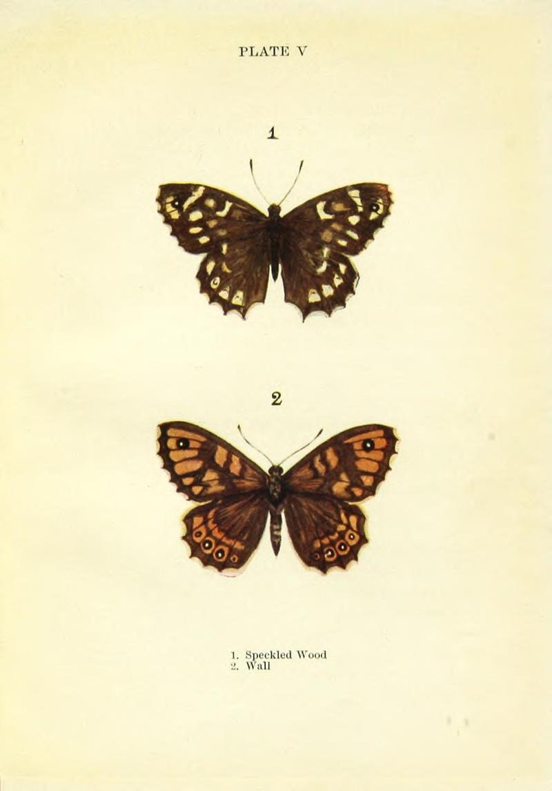 Butterflies and moths (Plate V) BHL42193466