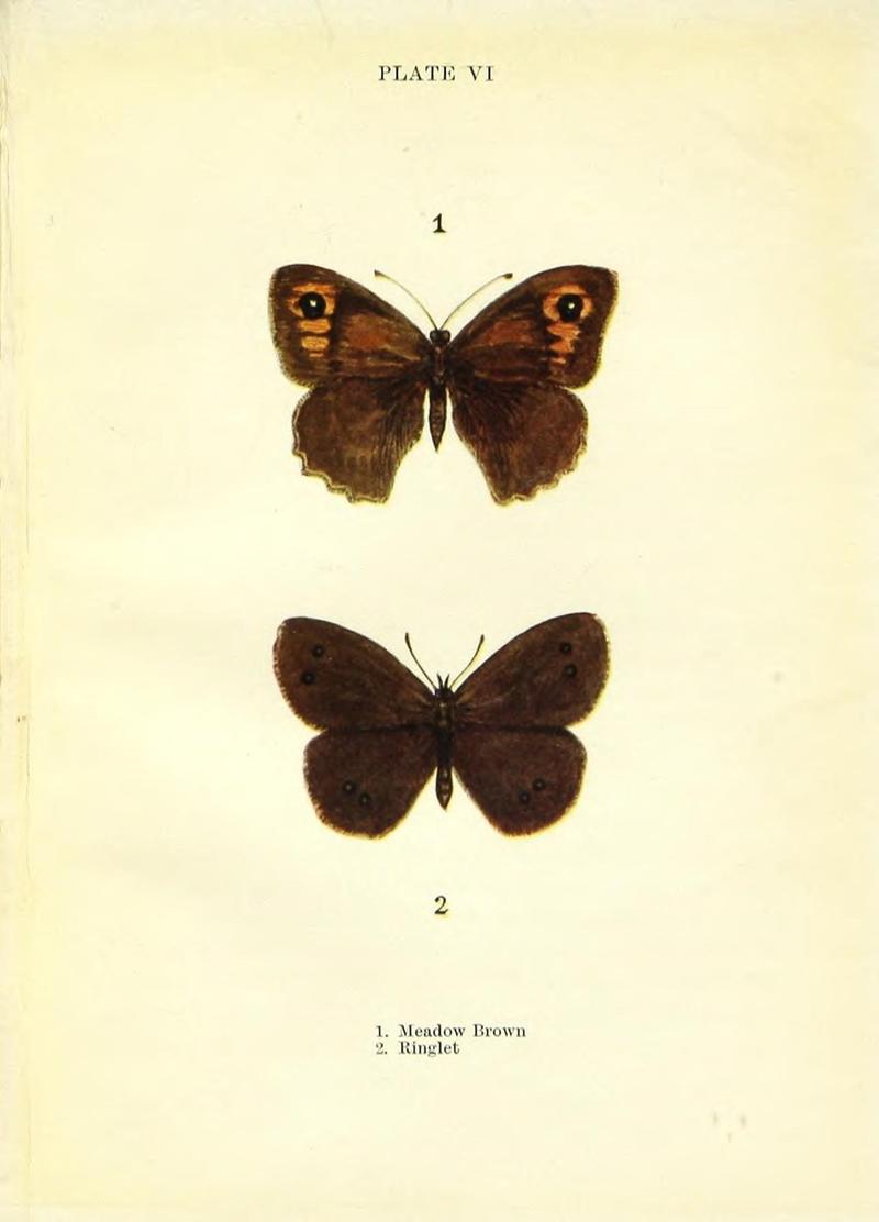 Butterflies and moths (Plate VI) (9261741187)