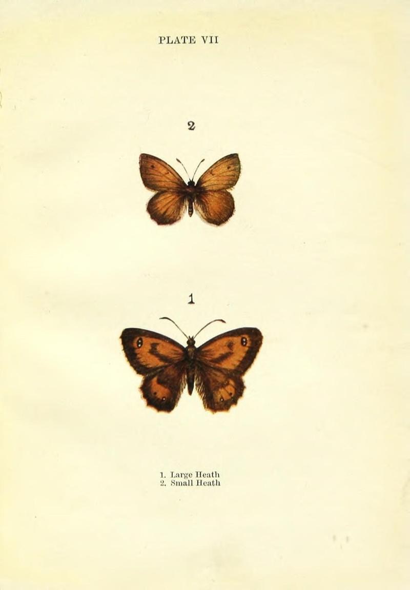 Butterflies and moths (Plate VII) (9264517066)