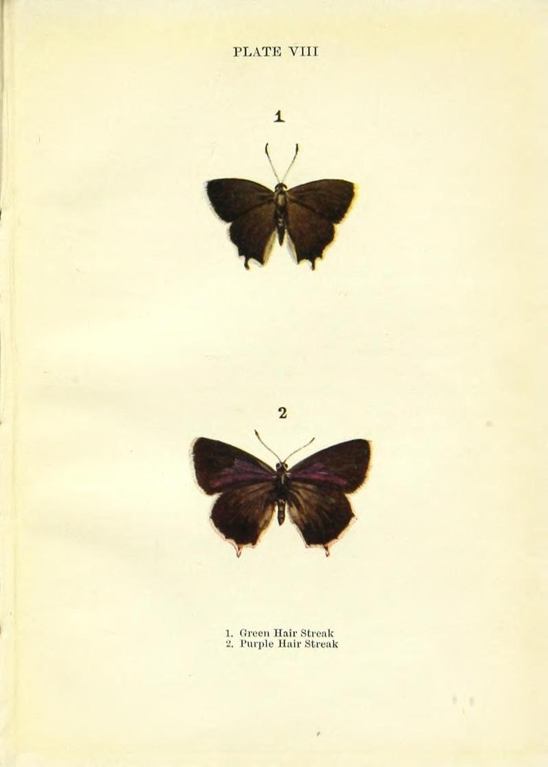 Butterflies and moths (Plate VIII) (9261742569)