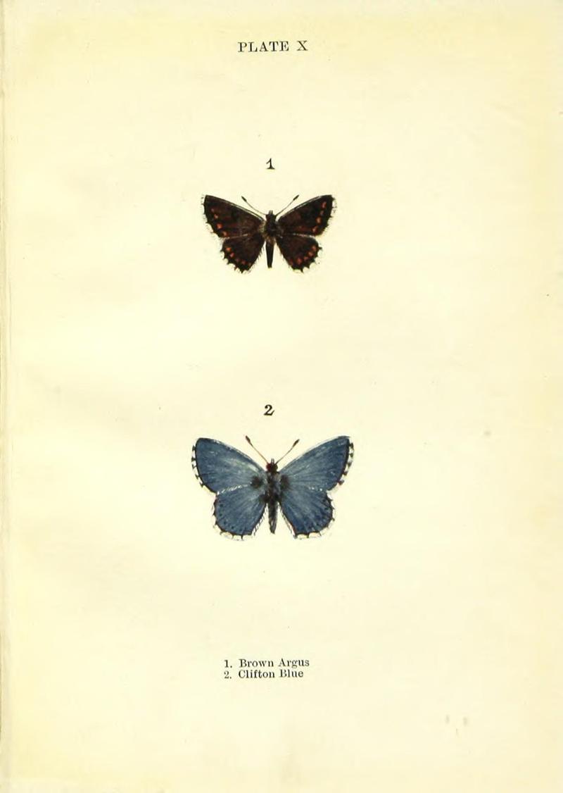 Butterflies and moths (Plate X) BHL42193450