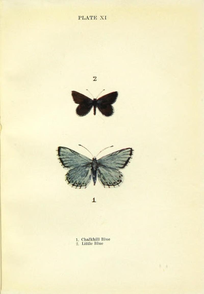 Butterflies and moths (Plate XI) (9261744765)
