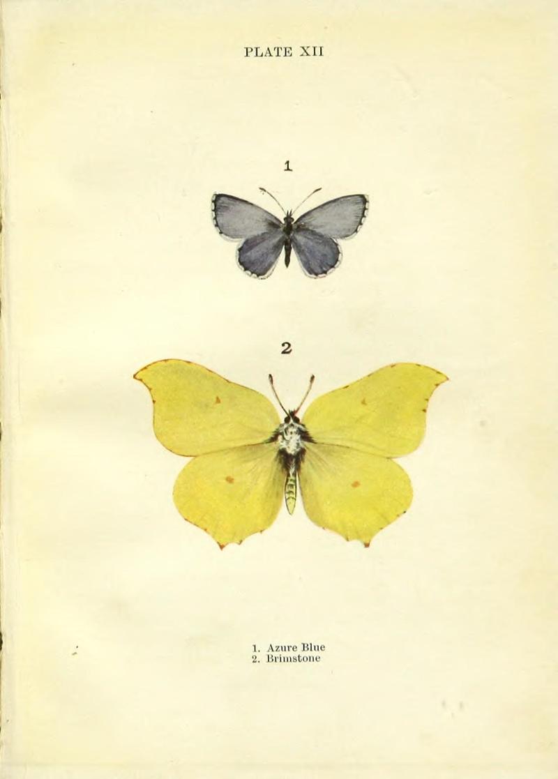 Butterflies and moths (Plate XII) (9261745377)