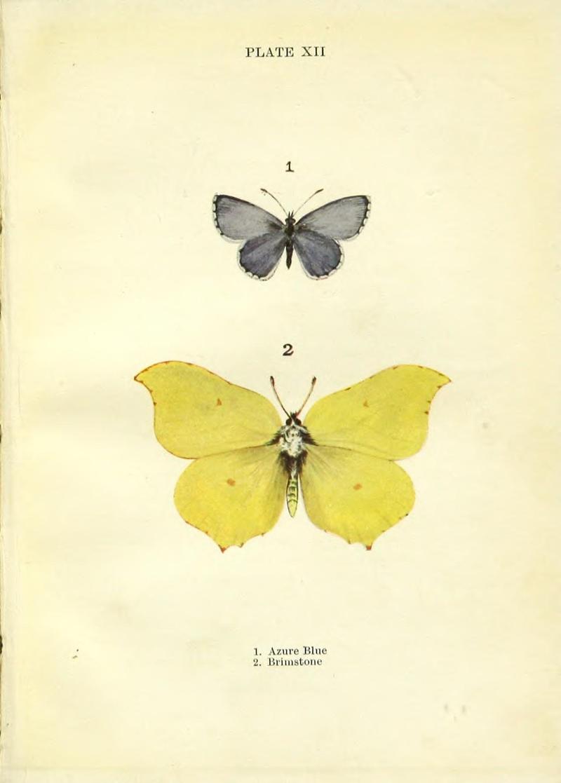 Butterflies and moths (Plate XII) BHL42193458