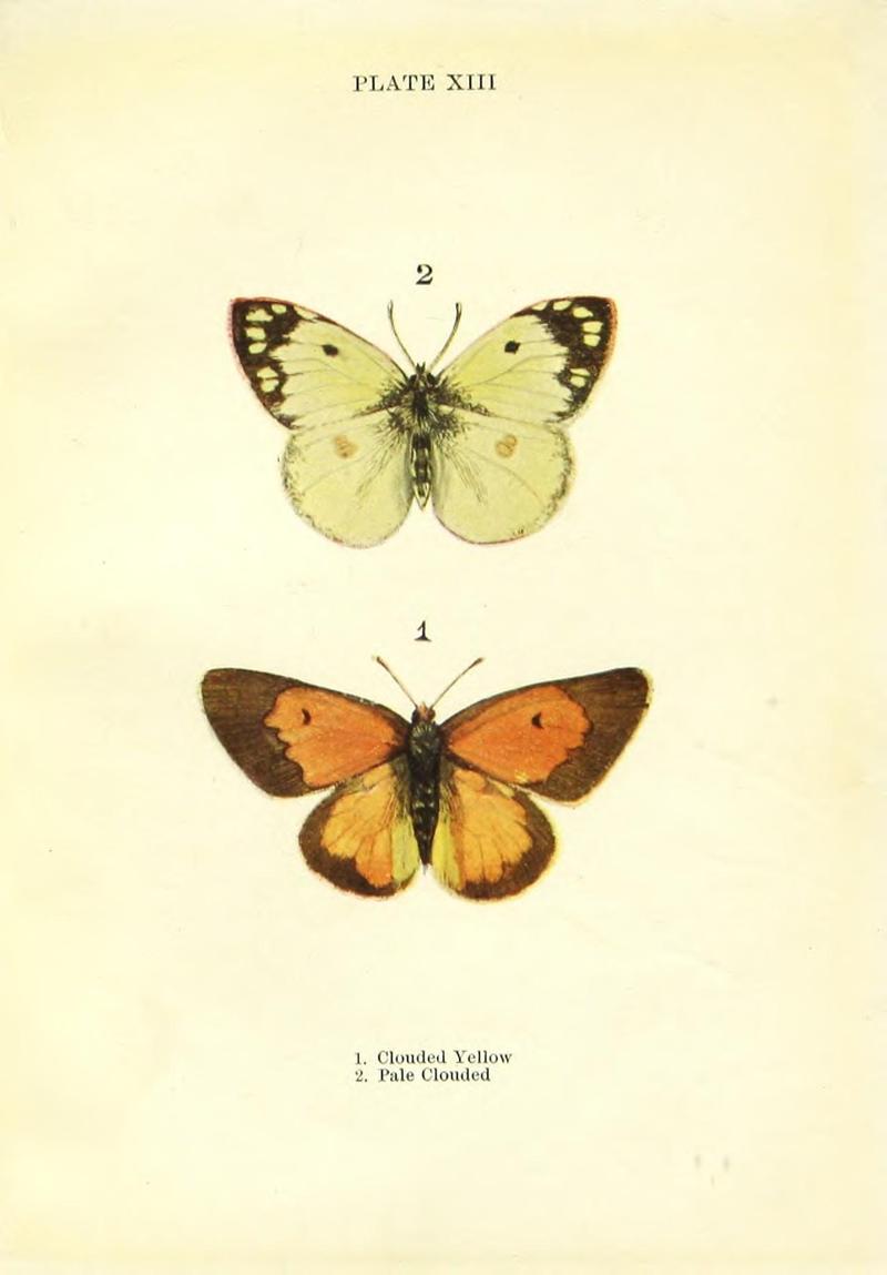 Butterflies and moths (Plate XIII) BHL42193462