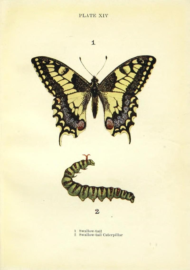 Butterflies and moths (Plate XIV) (9261746705)