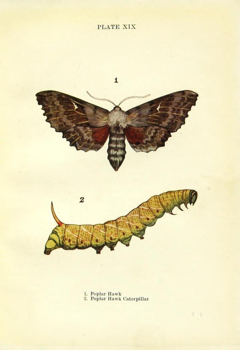 Butterflies and moths (Plate XIX) (9264526490)
