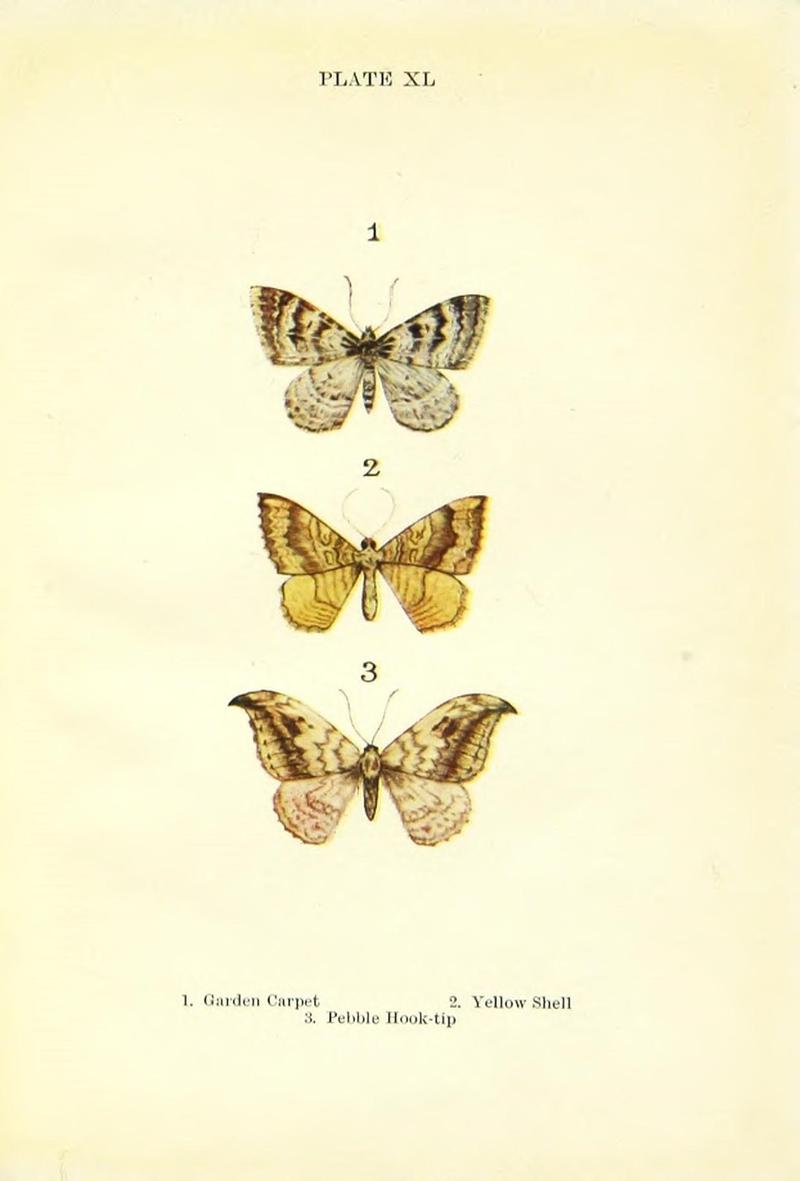 Butterflies and moths (Plate XL) (9261766913)
