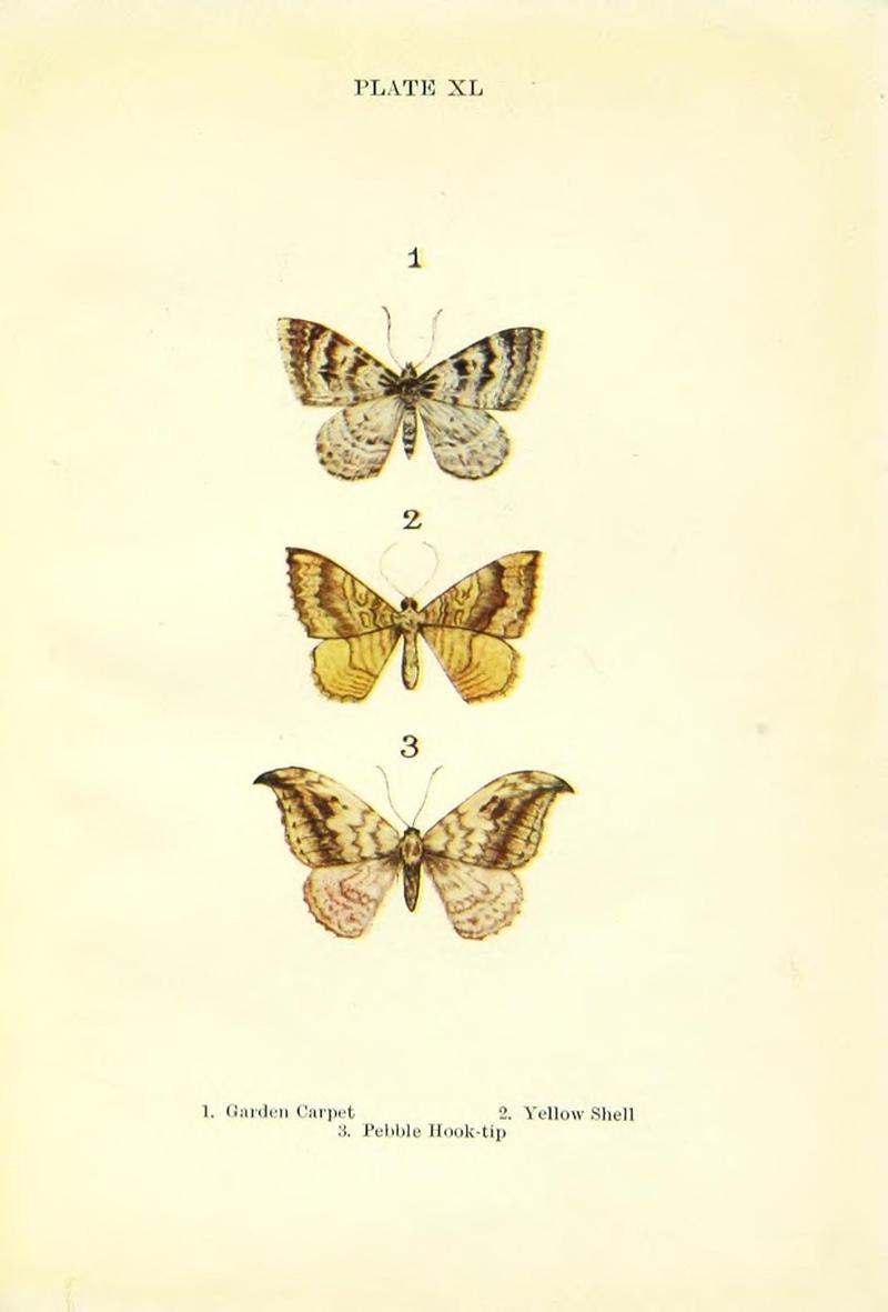Butterflies and moths (Plate XL) BHL42193606