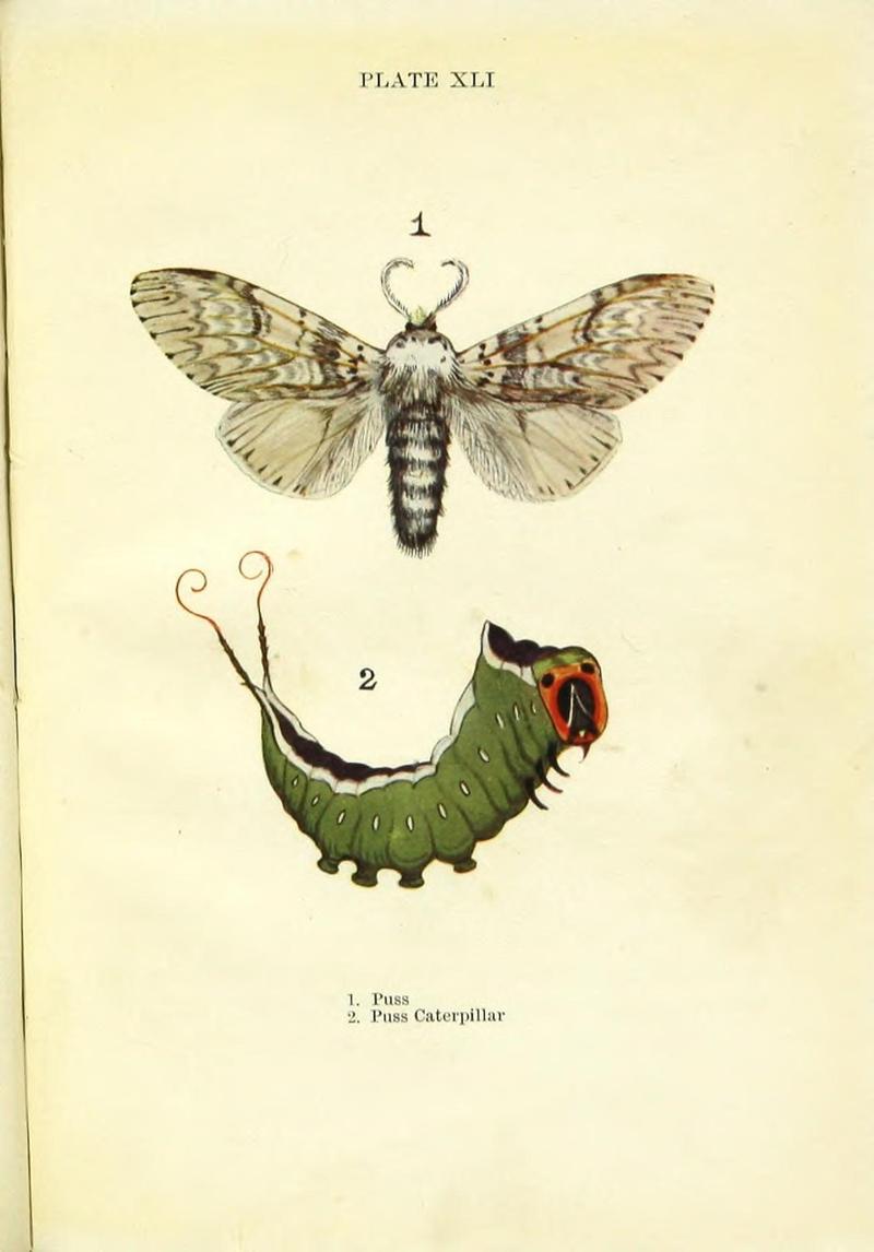 Butterflies and moths (Plate XLI) (9264543330)