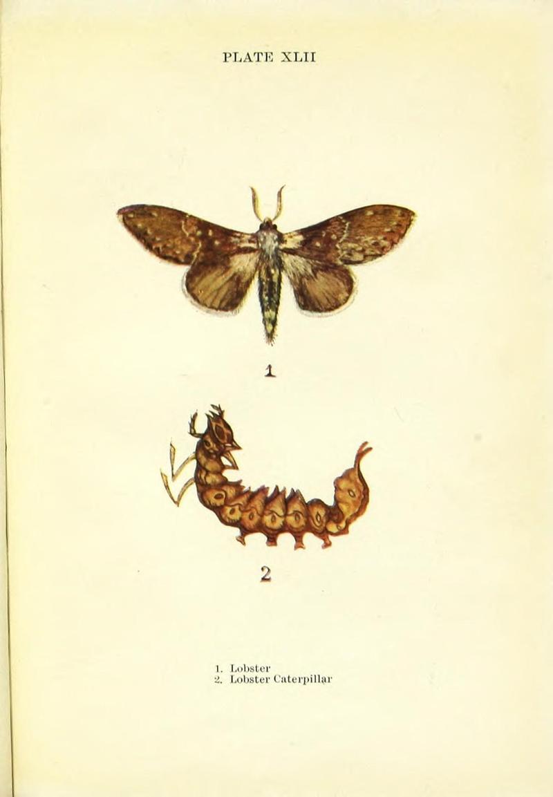 Butterflies and moths (Plate XLII) (9261768223)