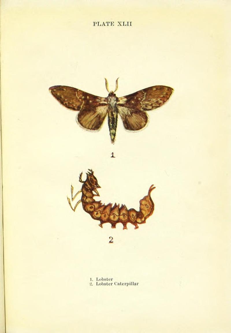 Butterflies and moths (Plate XLII) BHL42193614